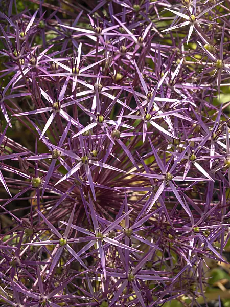 438234 - Star of Persia (Allium christophii)