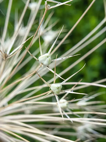 439385 - Star of Persia (Allium christophii)