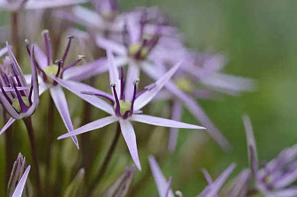 472340 - Star of Persia (Allium christophii)