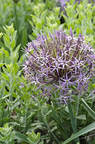 472387 - Star of Persia (Allium christophii)