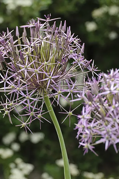 496334 - Star of Persia (Allium christophii)