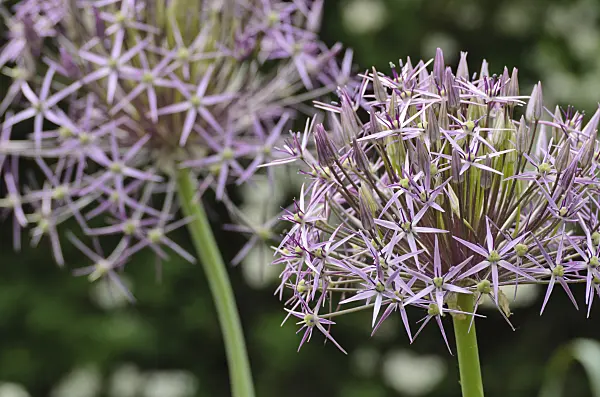 496335 - Star of Persia (Allium christophii)