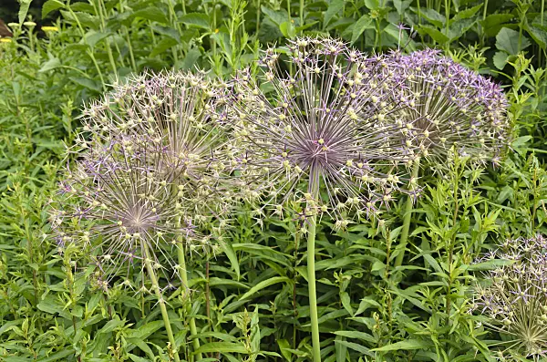 522006 - Star of Persia (Allium christophii)