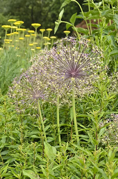522007 - Star of Persia (Allium christophii)