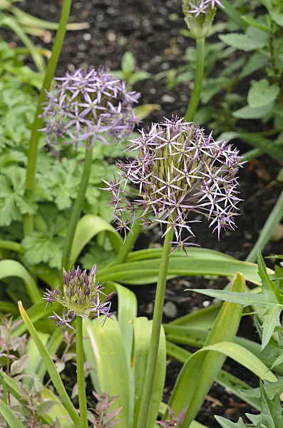 533414 - Star of Persia (Allium christophii)