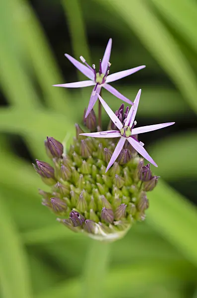 533416 - Star of Persia (Allium christophii)