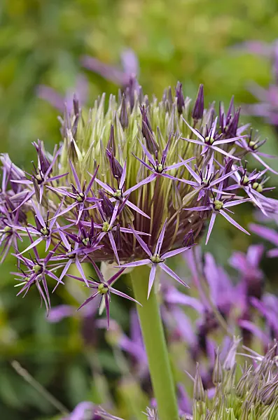 533496 - Star of Persia (Allium christophii)