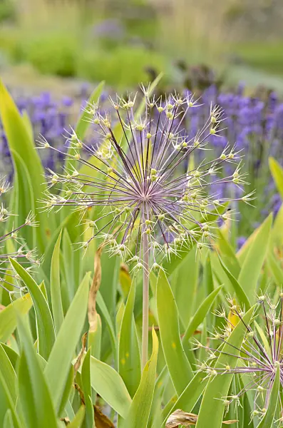 534097 - Star of Persia (Allium christophii)
