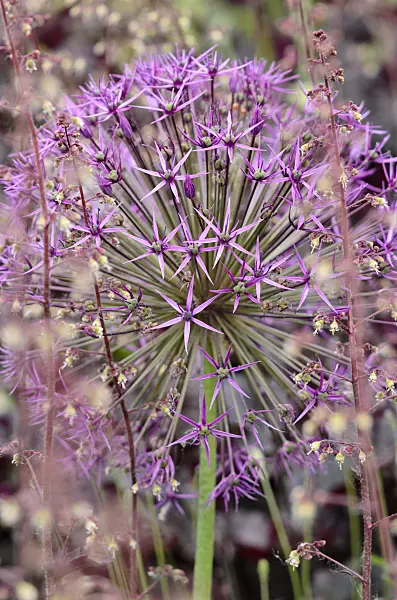 545083 - Star of Persia (Allium christophii)