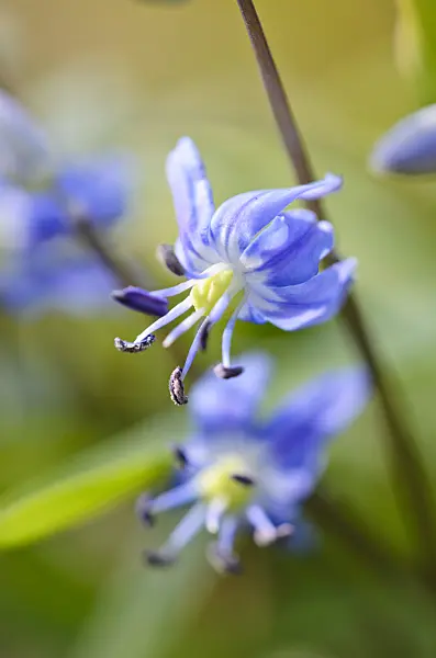 519124 - Star squill (Scilla amoena)