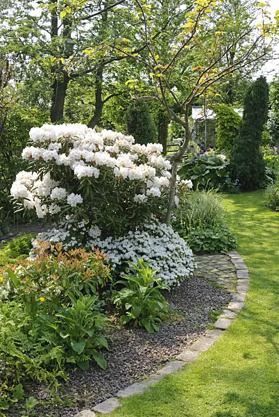 509156 - Staudenbeet mit Rhododendron (Rhododendron)