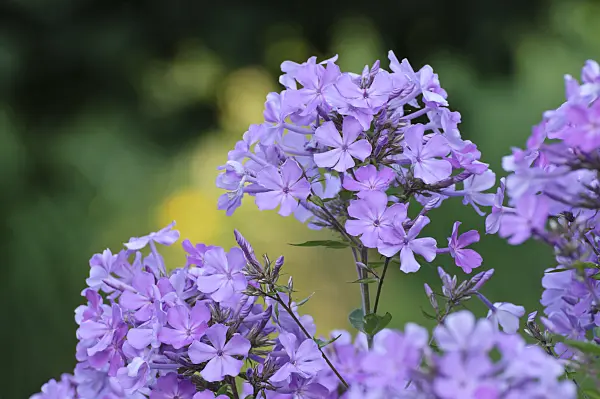 474470 - Staudenphlox (Phlox paniculata)