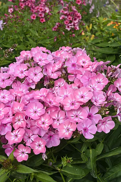 558007 - Staudenphlox (Phlox paniculata)