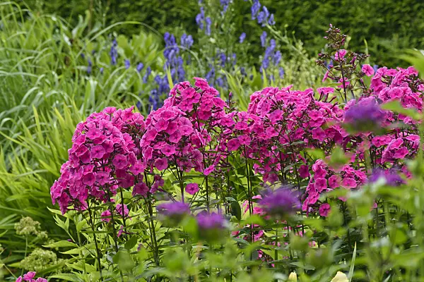 558008 - Staudenphlox (Phlox paniculata)