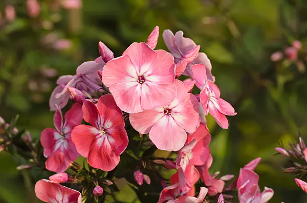 474015 - Staudenphlox (Phlox paniculata 'Eva Foerster')