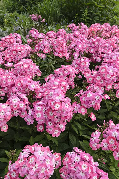 498086 - Staudenphlox (Phlox paniculata 'Eva Foerster')