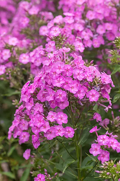 675275 - Staudenphlox (Phlox paniculata 'Pink Lady')
