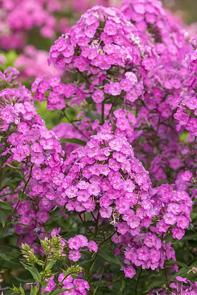 675276 - Staudenphlox (Phlox paniculata 'Pink Lady')