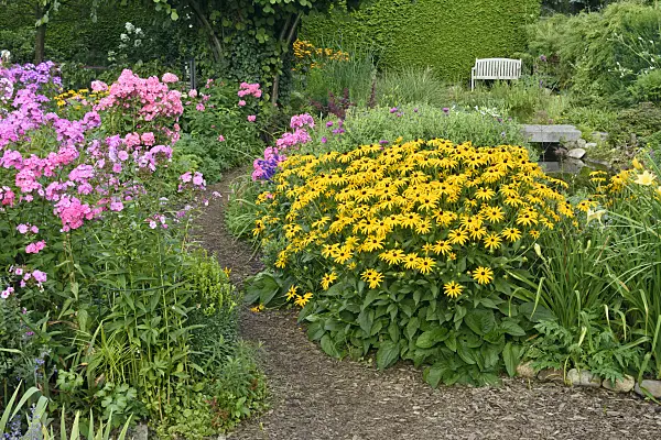 559088 - Staudenphlox (Phlox paniculata) und Gewöhnlicher Sonnenhut (Rudbeckia fulgida)