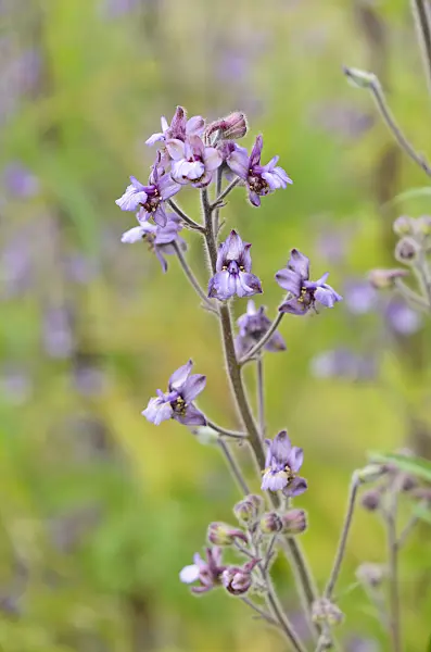 521466 - Stavesacre (Delphinium staphisagria)