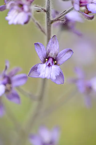 521467 - Stavesacre (Delphinium staphisagria)