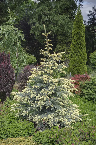 535418 - Stechfichte (Picea pungens 'Białobok')