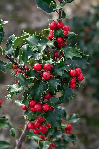 664211 - Stechpalme (Ilex x meserveae 'Blue Angel')