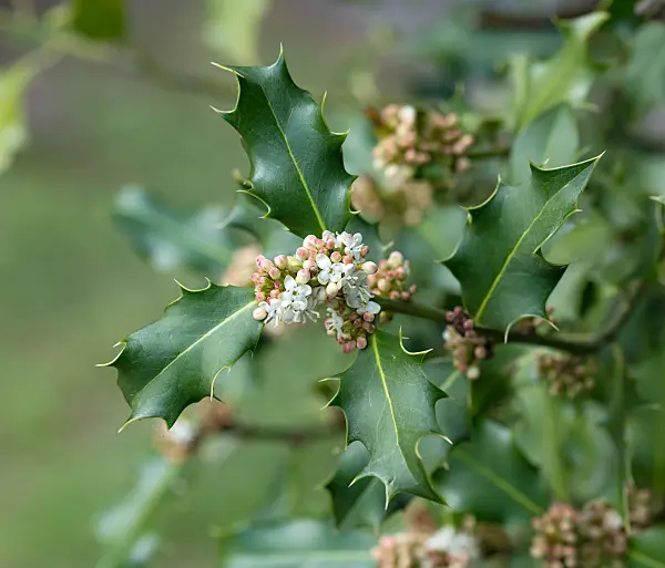 664212 - Stechpalme (Ilex x meserveae 'Blue Prince')