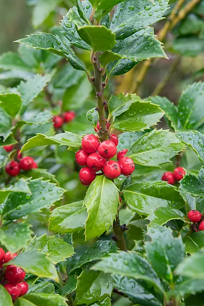 675176 - Stechpalme (Ilex x meserveae 'Heckenfee')