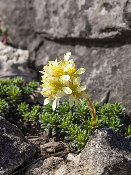 436128 - Steinbrech (Saxifraga ferdinandi-coburgi)