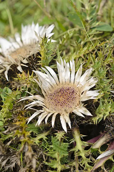536077 - Stemless carline thistle (Carlina acaulis)