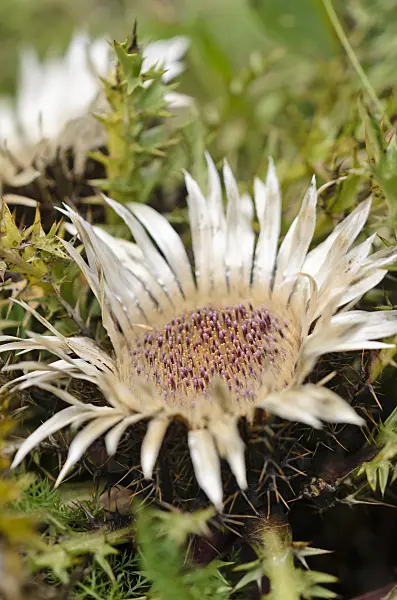 536078 - Stemless carline thistle (Carlina acaulis)