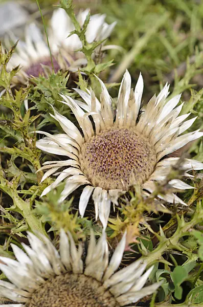 536079 - Stemless carline thistle (Carlina acaulis)
