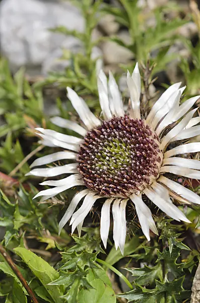 536083 - Stemless carline thistle (Carlina acaulis)