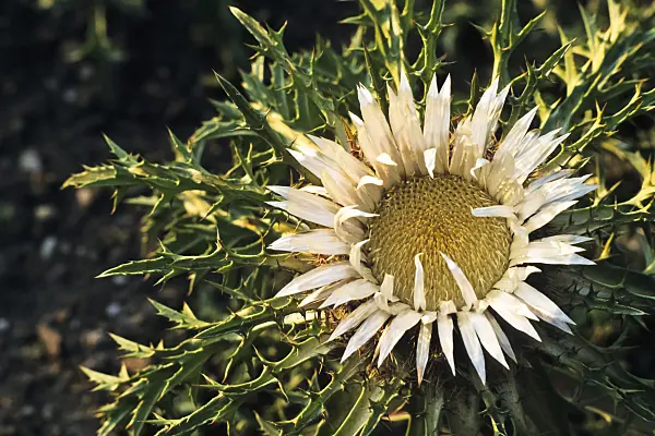 380068 - Stemless carline thistle (Carlina acaulis subsp. simplex)