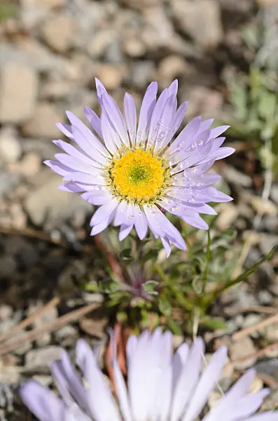508342 - Stemless daisy (Townsendia exscapa)