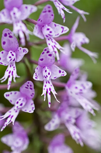 512063 - Stenoglottis longifolia