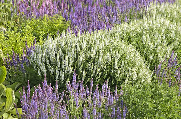 545102 - Steppensalbei (Salvia nemorosa)