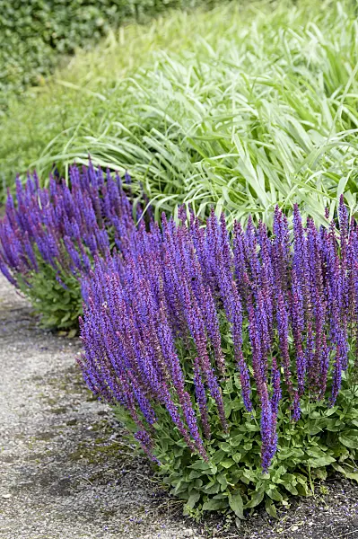 593198 - Steppensalbei (Salvia nemorosa 'Ostfriesland')