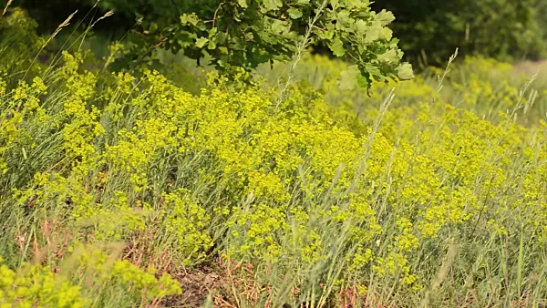 508552 - Steppenwolfsmilch (Euphorbia seguieriana)