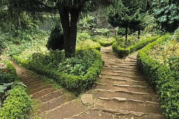 388002 - Steps of clay with field stones between subtropical vegetation, Parque do Monte, Monte, Madeira, Portugal