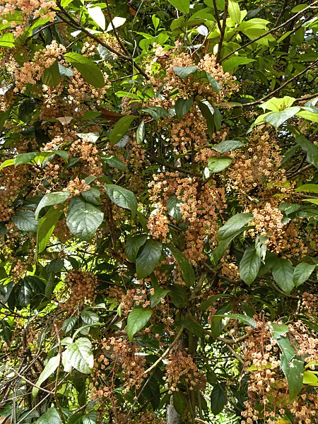 434105 - Sterculia rubiginosa