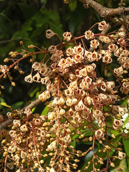 434106 - Sterculia rubiginosa