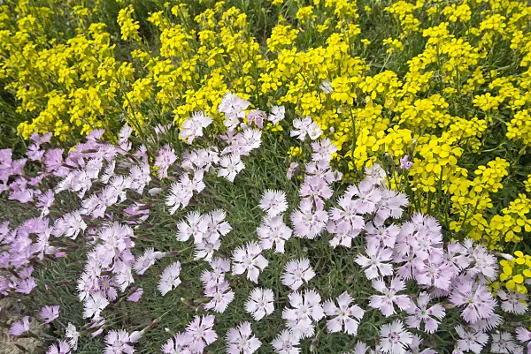608067 - Sternberg's pink (Dianthus sternbergii) and wallflower (Erysimum rhaeticum)