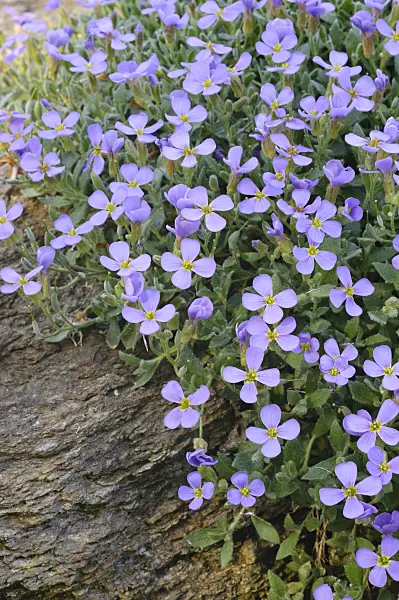 471243 - Sternhaariges Blaukissen (Aubrieta columnae subsp. croatica)