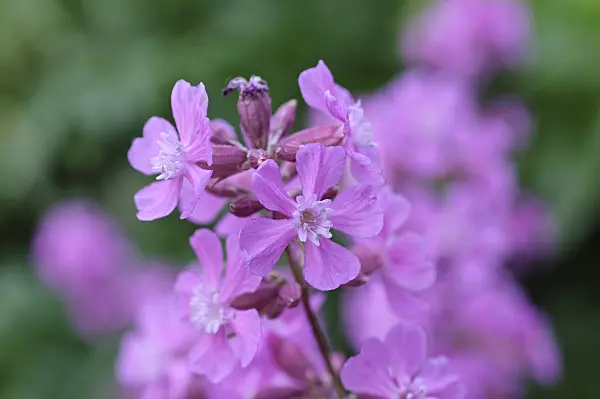 472266 - Sticky catchfly (Lychnis viscaria syn. Silene viscaria)