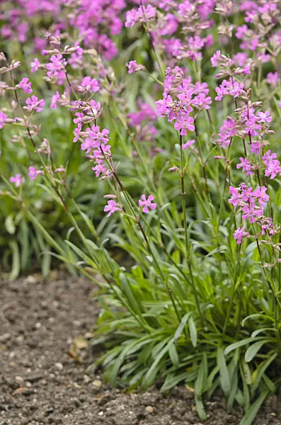 533470 - Sticky catchfly (Lychnis viscaria syn. Silene viscaria)
