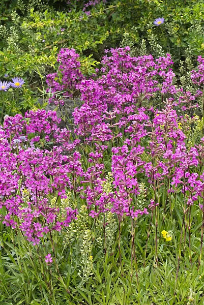 557003 - Sticky catchfly (Lychnis viscaria syn. Silene viscaria)