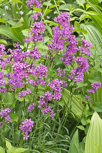 557009 - Sticky catchfly (Lychnis viscaria syn. Silene viscaria)