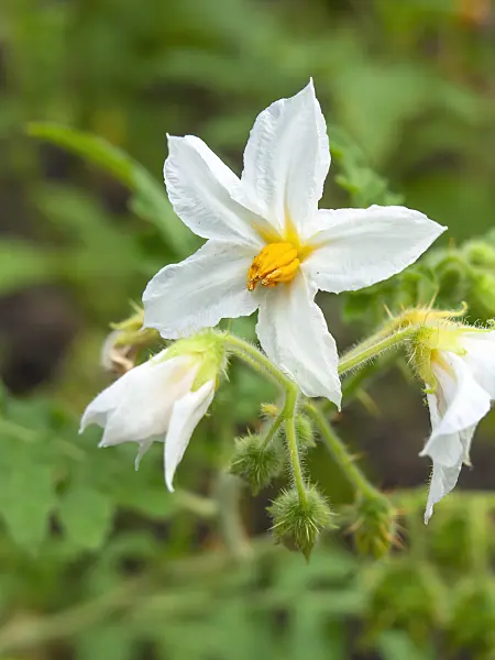 428312 - Sticky nightshade (Solanum sisymbriifolium)
